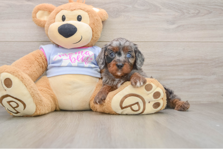 Funny Cavapoo Poodle Mix Pup