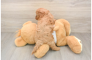 Cavapoo Puppy for Adoption