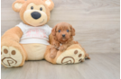 Funny Cavapoo Poodle Mix Pup