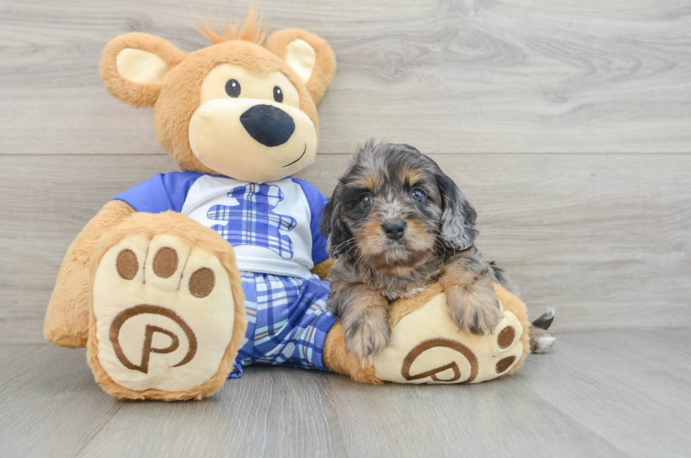 5 week old Cavapoo Puppy For Sale - Windy City Pups