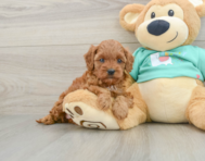 8 week old Cavapoo Puppy For Sale - Windy City Pups