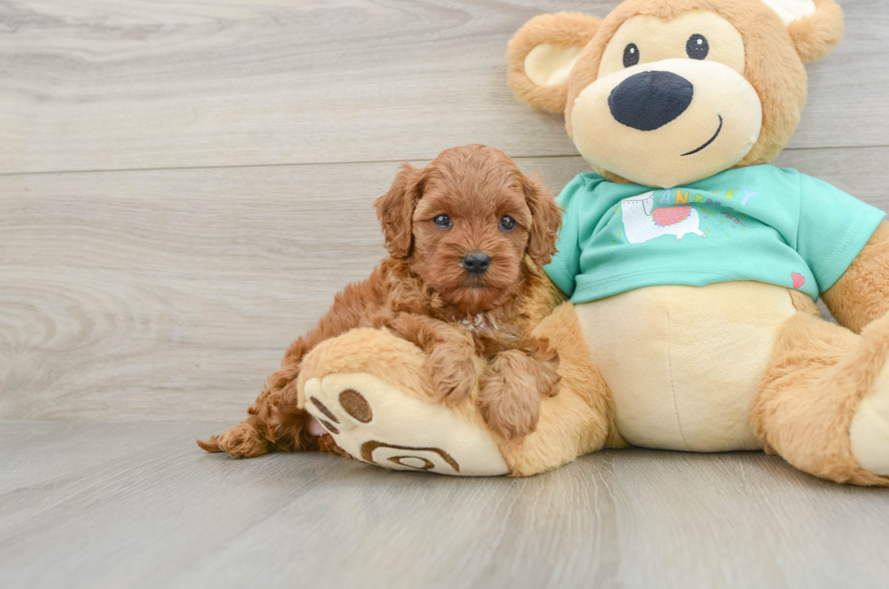 6 week old Cavapoo Puppy For Sale - Windy City Pups