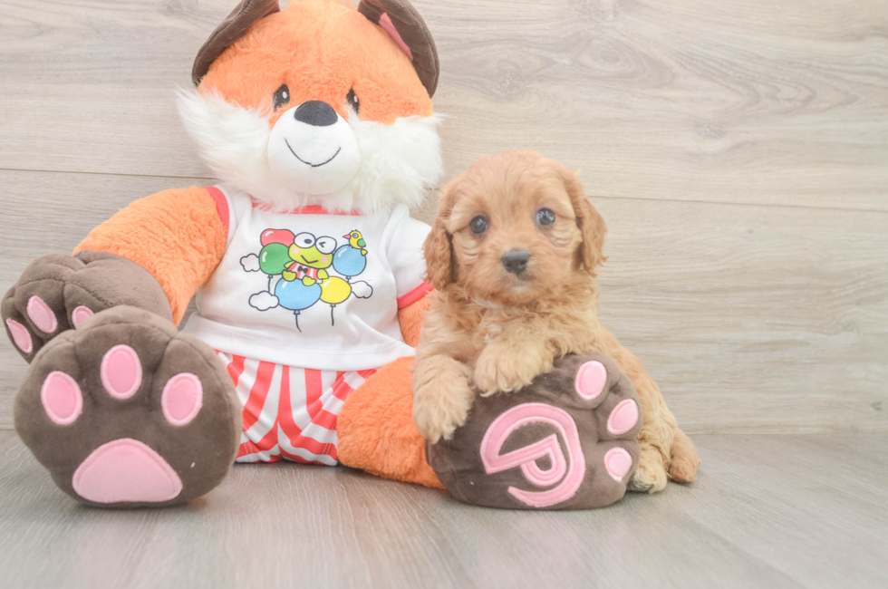 6 week old Cavapoo Puppy For Sale - Windy City Pups