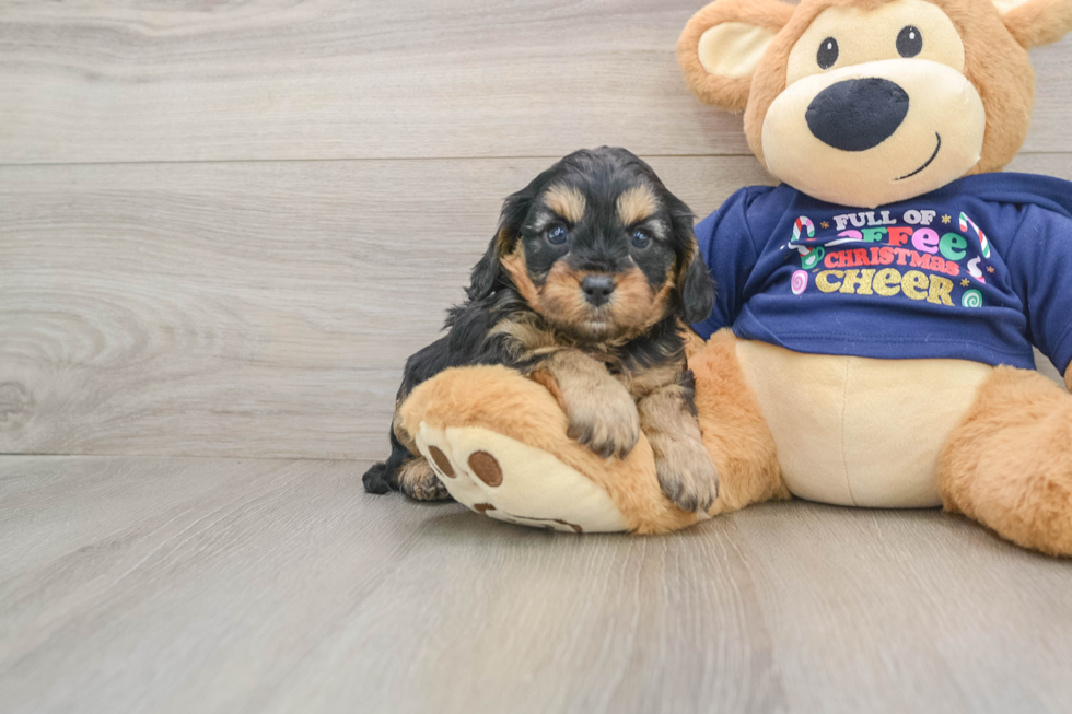 Friendly Cavapoo Baby