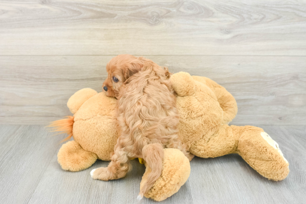 Playful Cavapoodle Poodle Mix Puppy