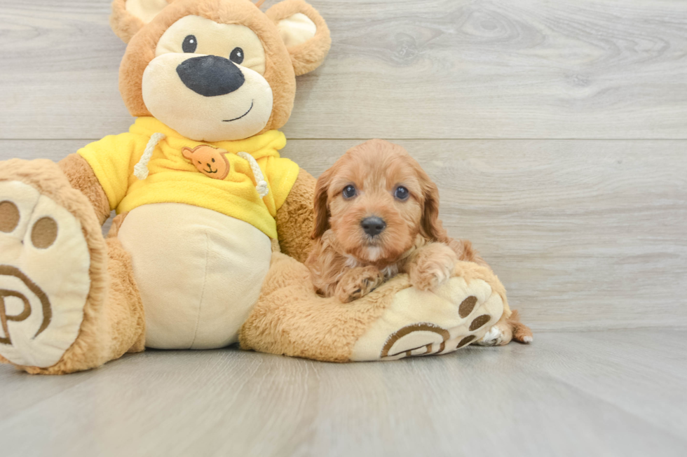 Cavapoo Pup Being Cute