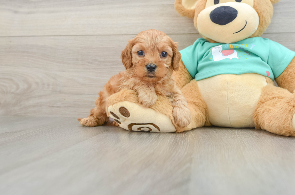 6 week old Cavapoo Puppy For Sale - Windy City Pups