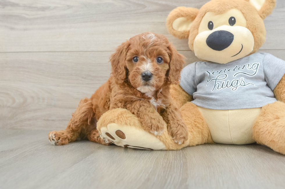 5 week old Cavapoo Puppy For Sale - Windy City Pups