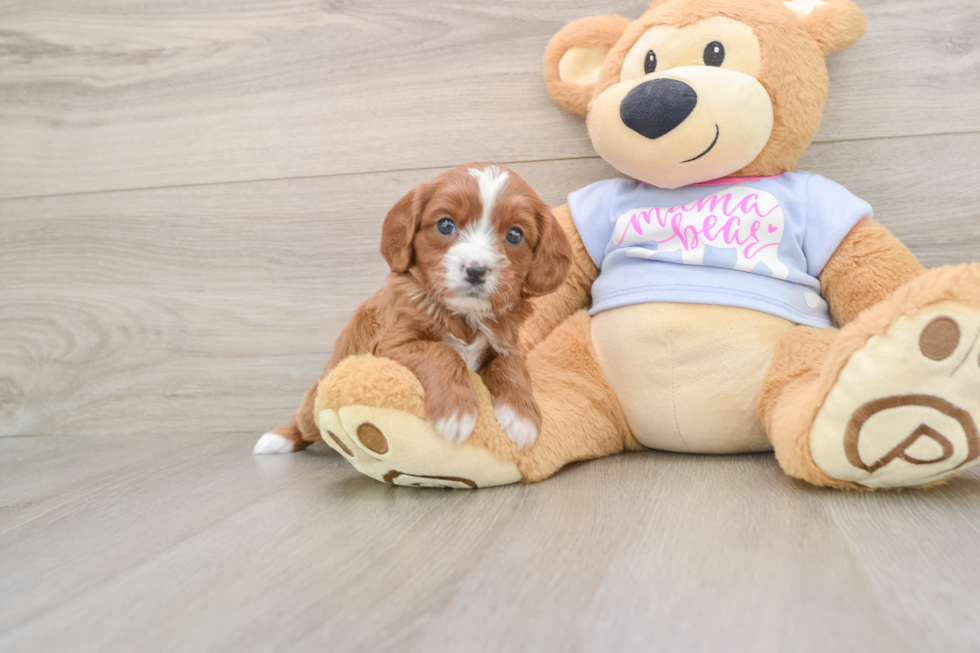 Cavapoo Puppy for Adoption
