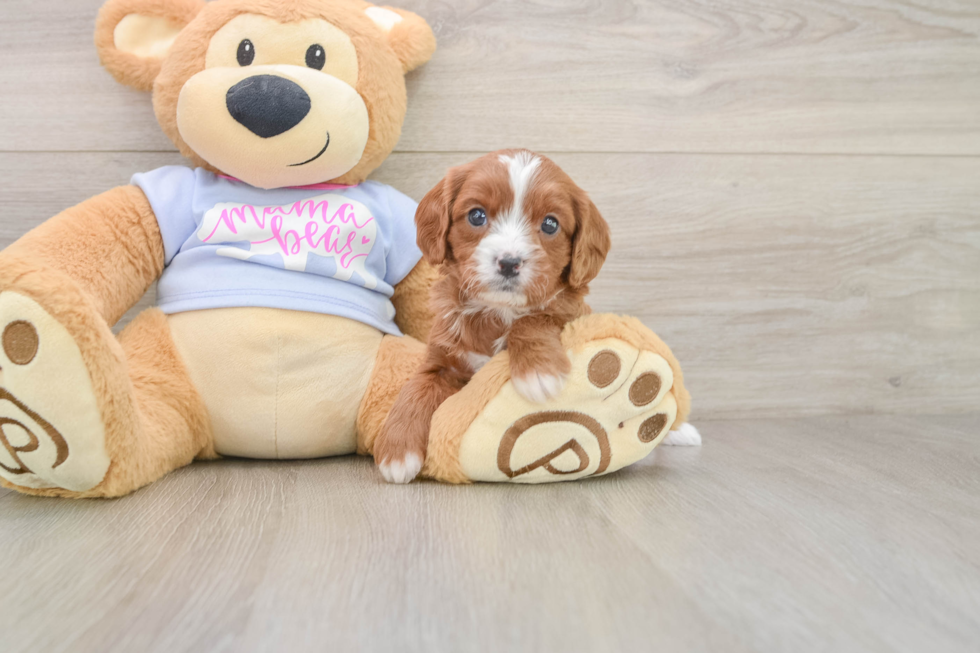 Cavapoo Pup Being Cute