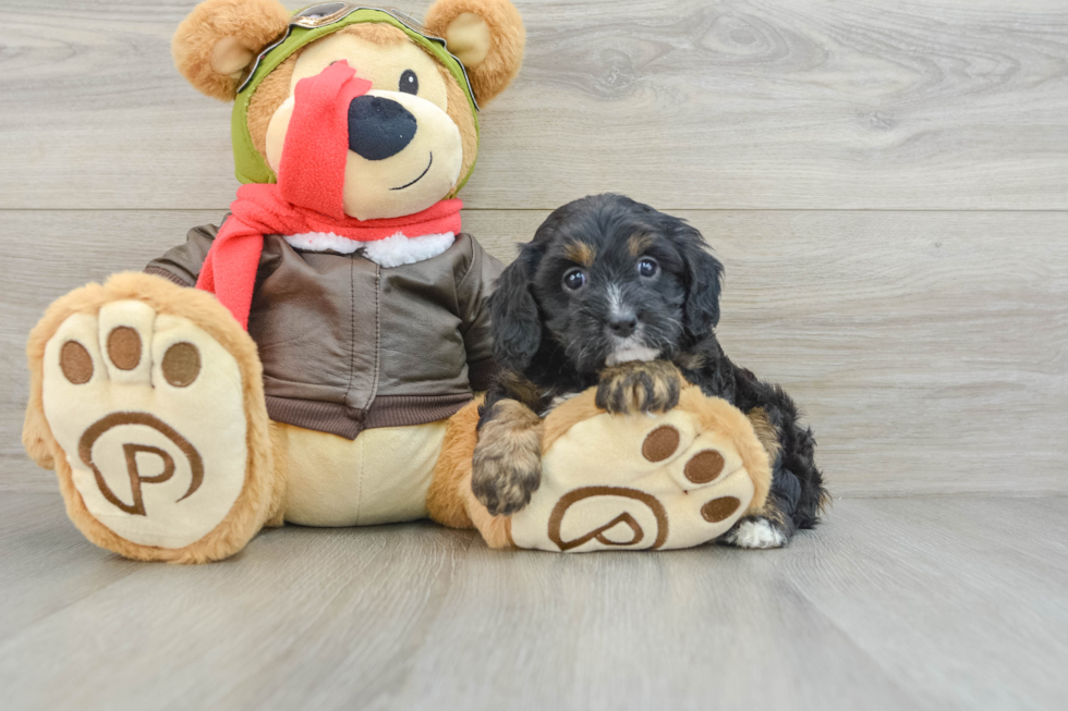 Playful Cavapoodle Poodle Mix Puppy