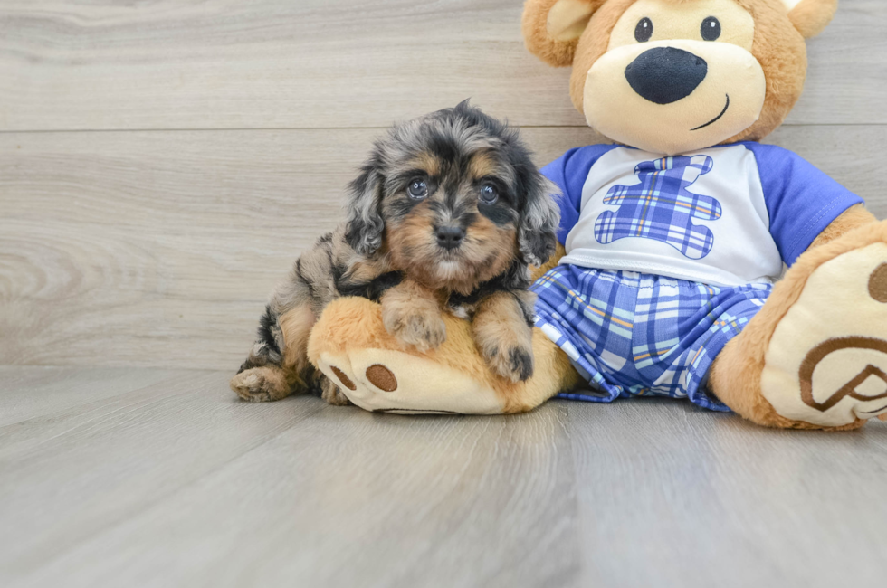 5 week old Cavapoo Puppy For Sale - Windy City Pups