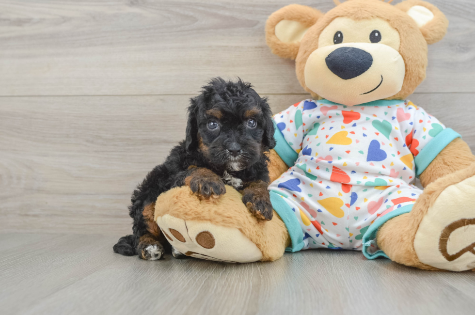 8 week old Cavapoo Puppy For Sale - Windy City Pups
