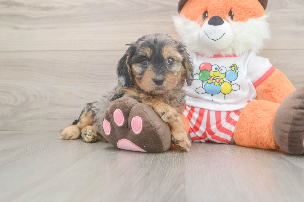 6 week old Cavapoo Puppy For Sale - Windy City Pups