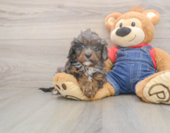 7 week old Cavapoo Puppy For Sale - Windy City Pups