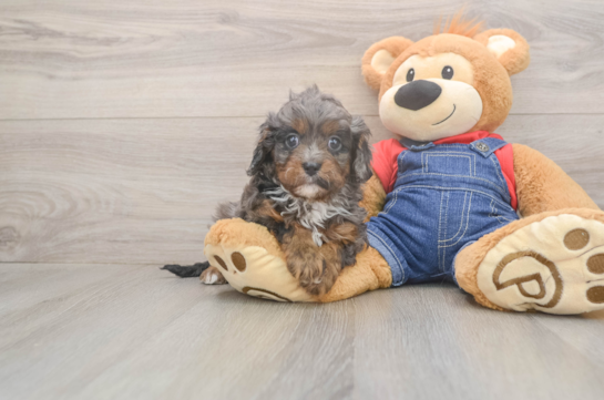 5 week old Cavapoo Puppy For Sale - Windy City Pups Cavapoo Pup Being Cute