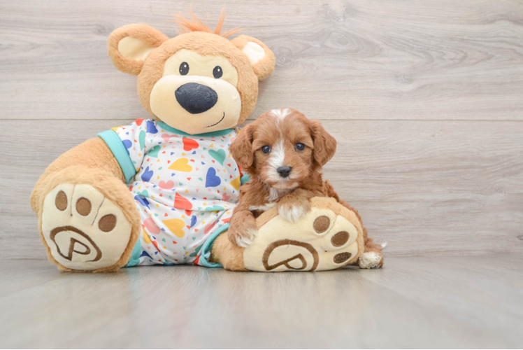Smart Cavapoo Poodle Mix Pup