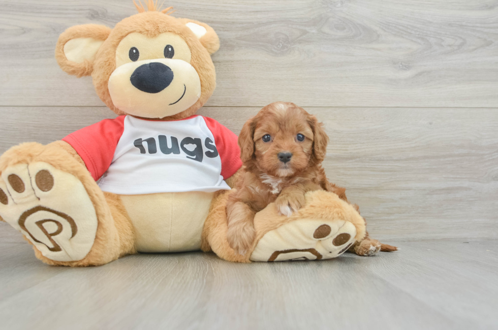 7 week old Cavapoo Puppy For Sale - Windy City Pups