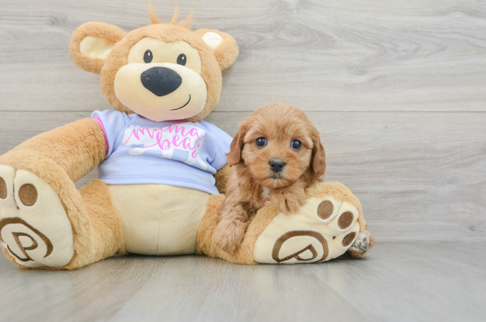 5 week old Cavapoo Puppy For Sale - Windy City Pups