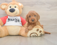 8 week old Cavapoo Puppy For Sale - Windy City Pups