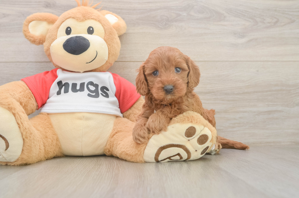 5 week old Cavapoo Puppy For Sale - Windy City Pups