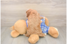 Cavapoo Pup Being Cute