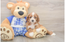 Sweet Cavapoo Baby