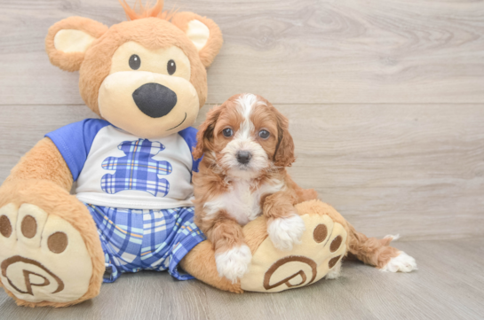 Sweet Cavapoo Baby