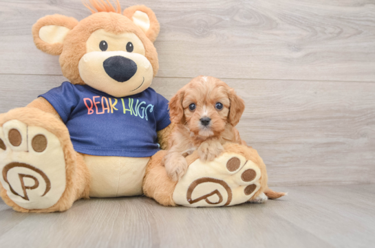 Smart Cavapoo Poodle Mix Pup