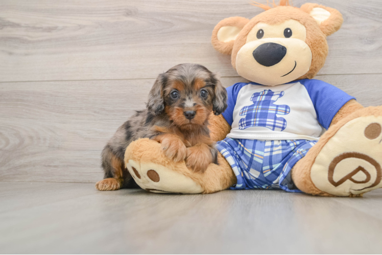 Sweet Cavapoo Baby