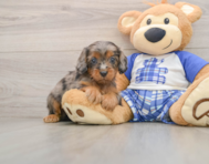 8 week old Cavapoo Puppy For Sale - Windy City Pups