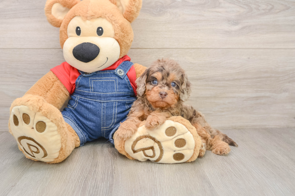 Adorable Cavalier King Charles Spaniel and Poodle Mix Poodle Mix Puppy
