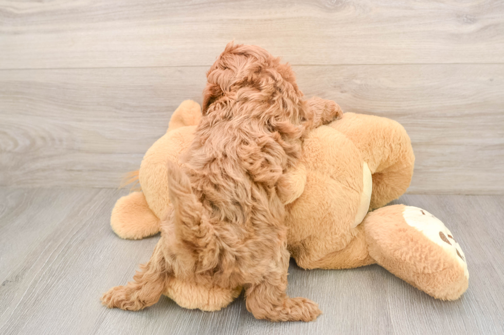 Best Cavapoo Baby