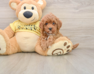 7 week old Cavapoo Puppy For Sale - Windy City Pups