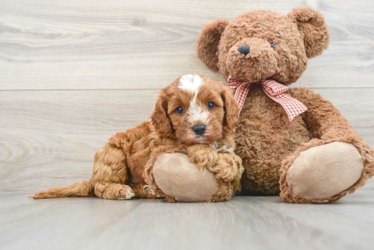 Best Cavapoo Baby