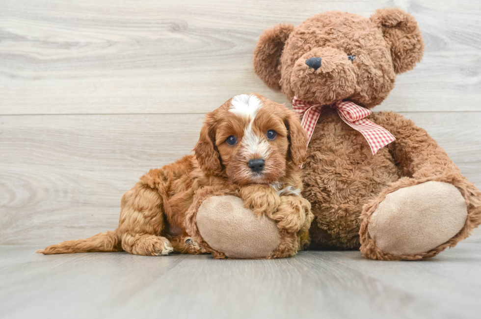 7 week old Cavapoo Puppy For Sale - Windy City Pups