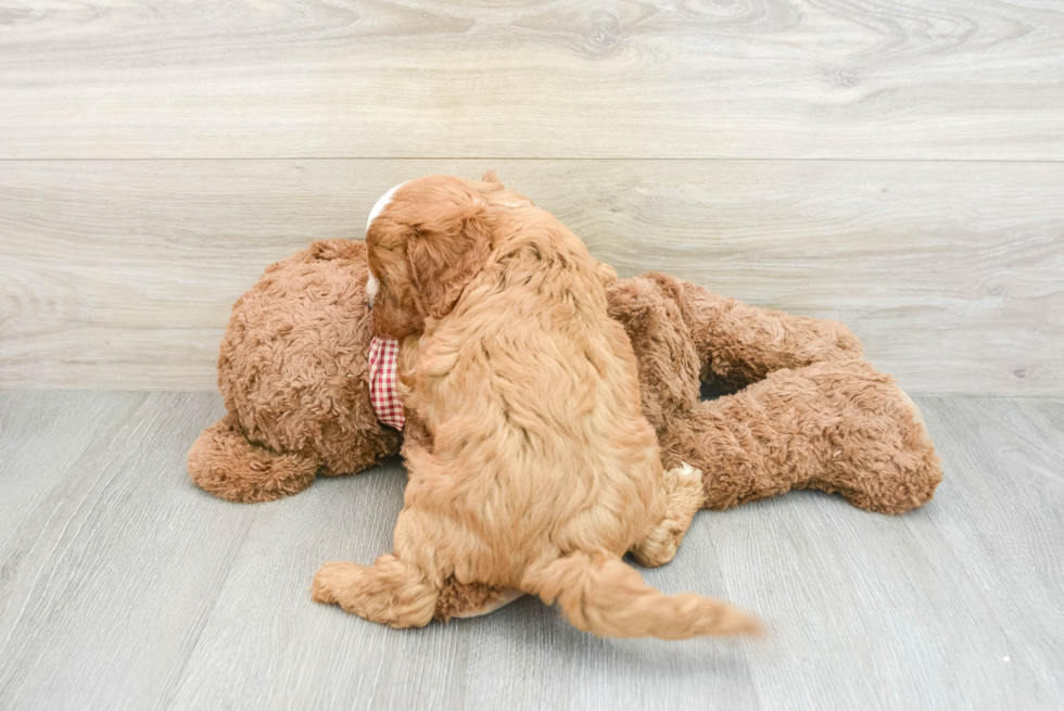 Cavapoo Puppy for Adoption