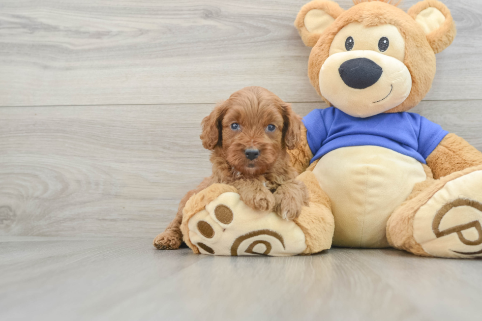 Popular Cavapoo Poodle Mix Pup