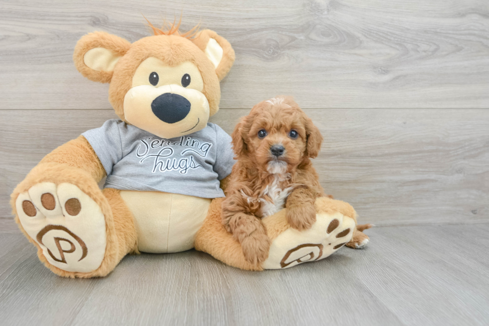 Friendly Cavapoo Baby