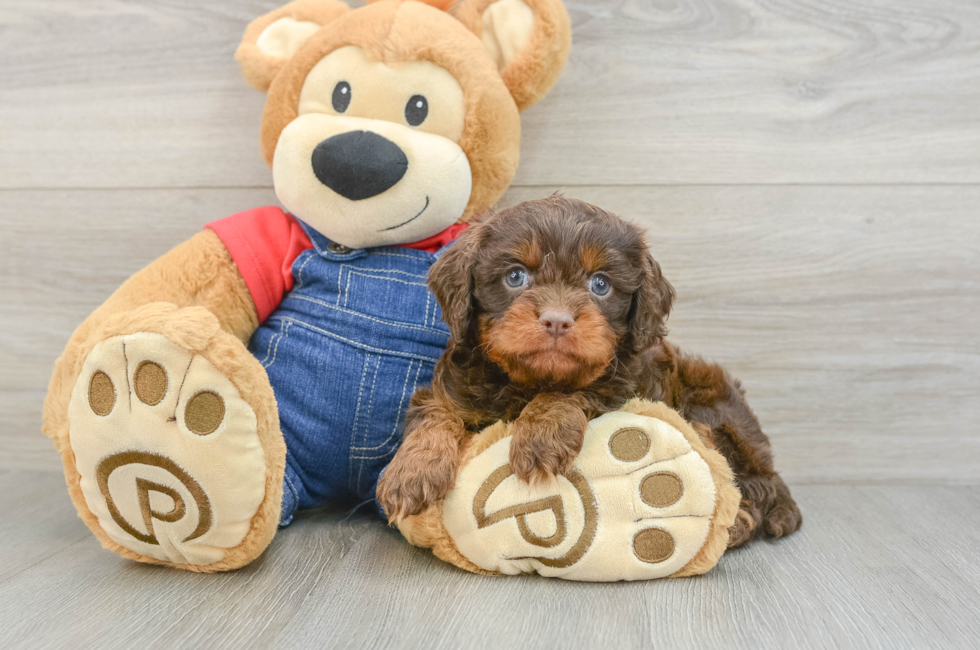 5 week old Cavapoo Puppy For Sale - Windy City Pups