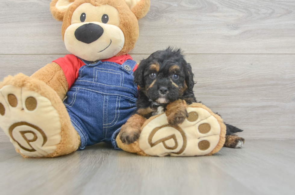 6 week old Cavapoo Puppy For Sale - Windy City Pups