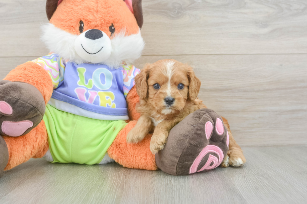 5 week old Cavapoo Puppy For Sale - Windy City Pups