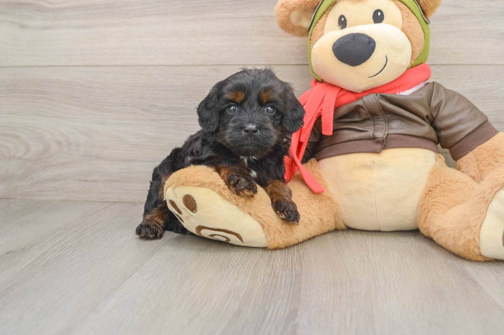 Best Cavapoo Baby