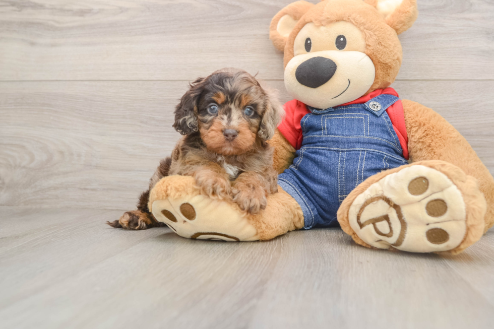 Cavapoo Pup Being Cute