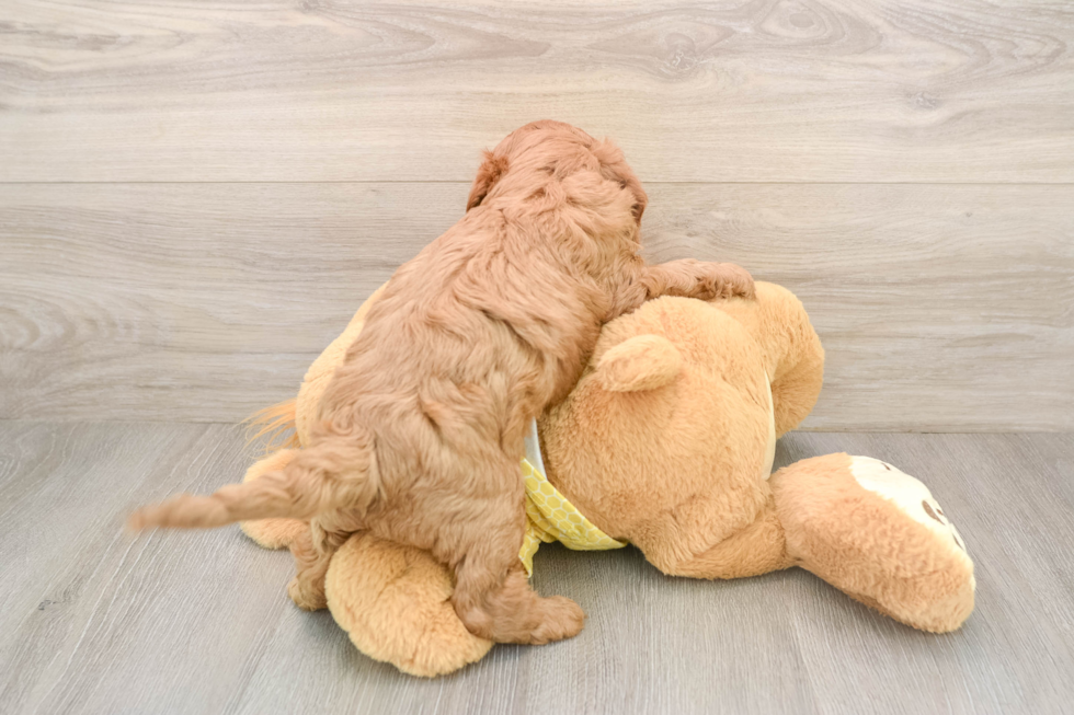 Cute Cavapoo Baby