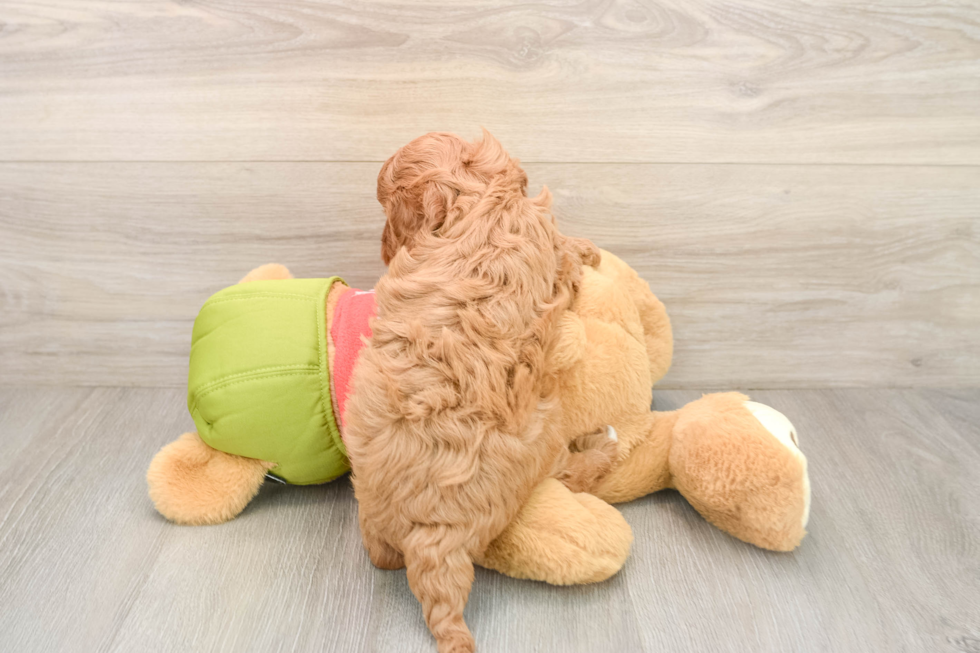 Petite Cavapoo Poodle Mix Pup