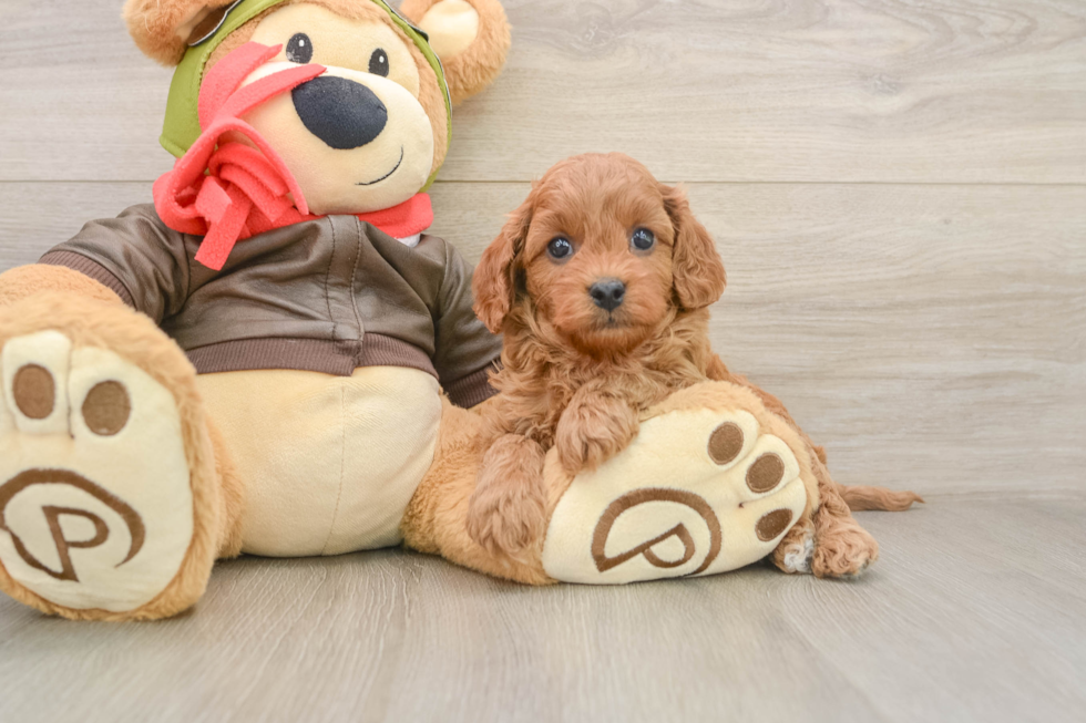 Best Cavapoo Baby