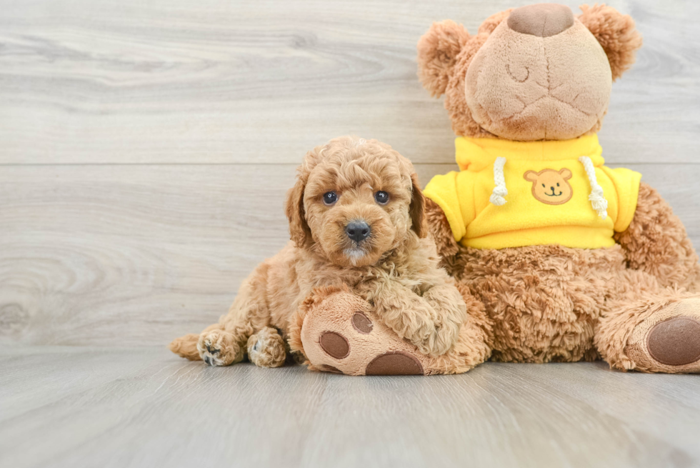 Cavapoo Pup Being Cute