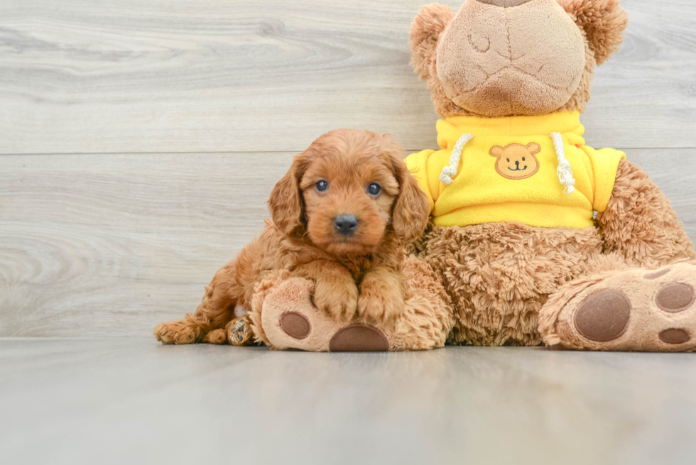 Hypoallergenic Cavadoodle Poodle Mix Puppy