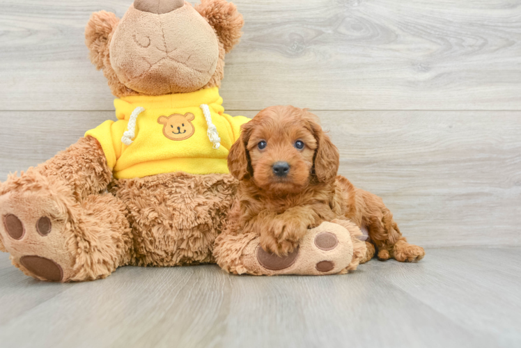 Playful Cavapoodle Poodle Mix Puppy